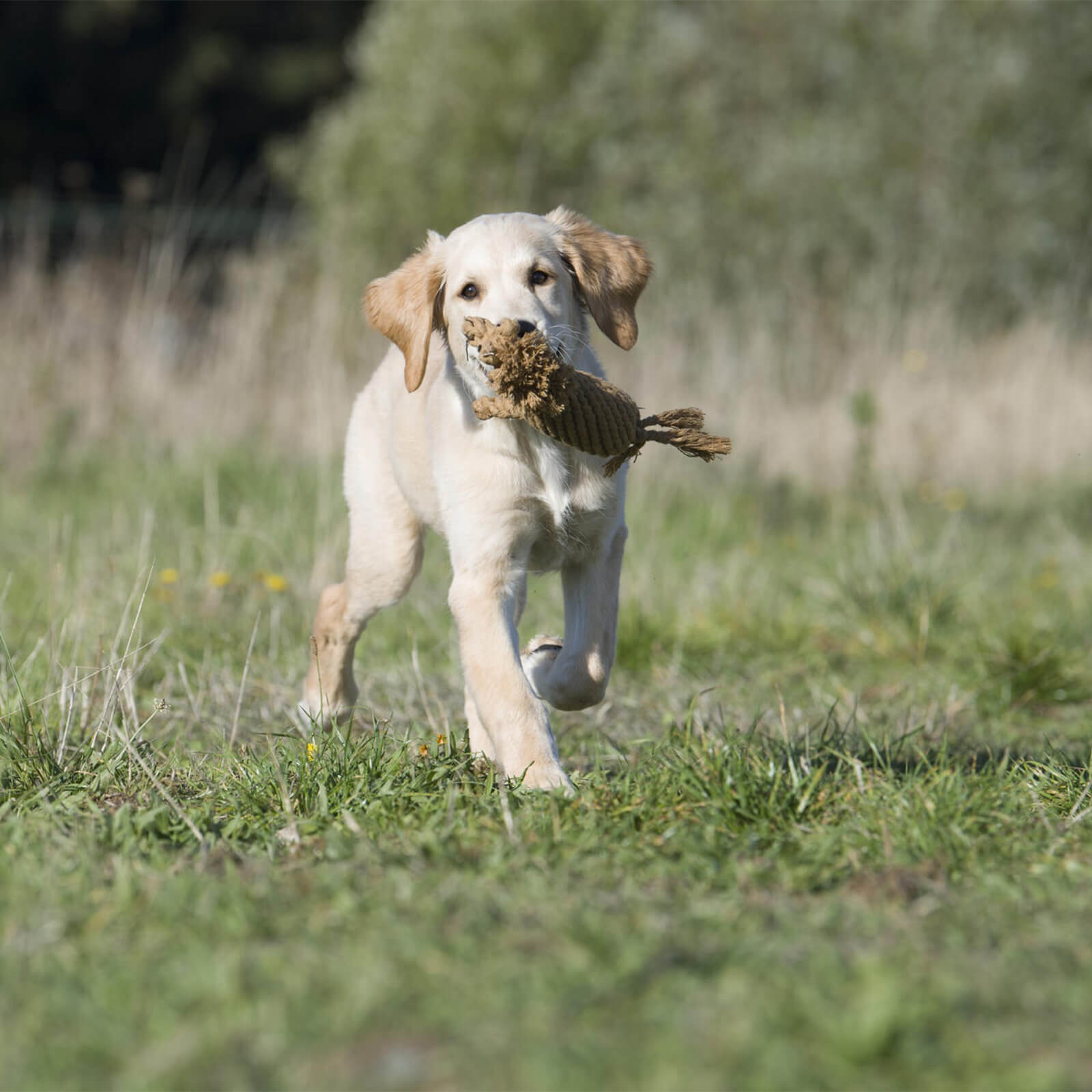 hund bringt spielzeug Laboni Spielzeug für Hunde | Franz Pferdinand | petcrew®