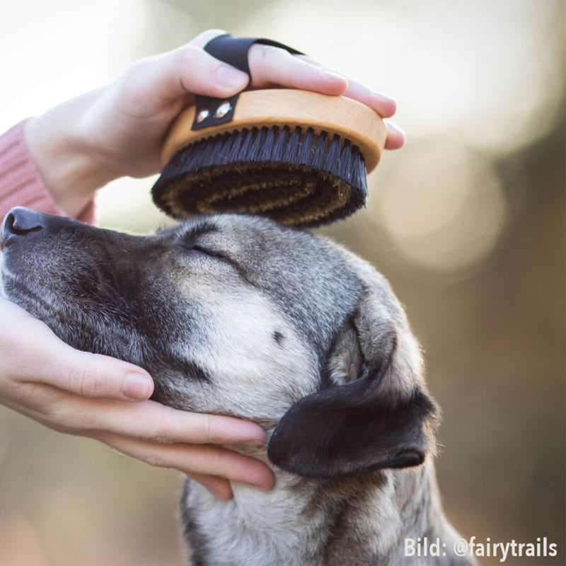 Hund wird mit einer Kurzhaar Hundebürste massiert.