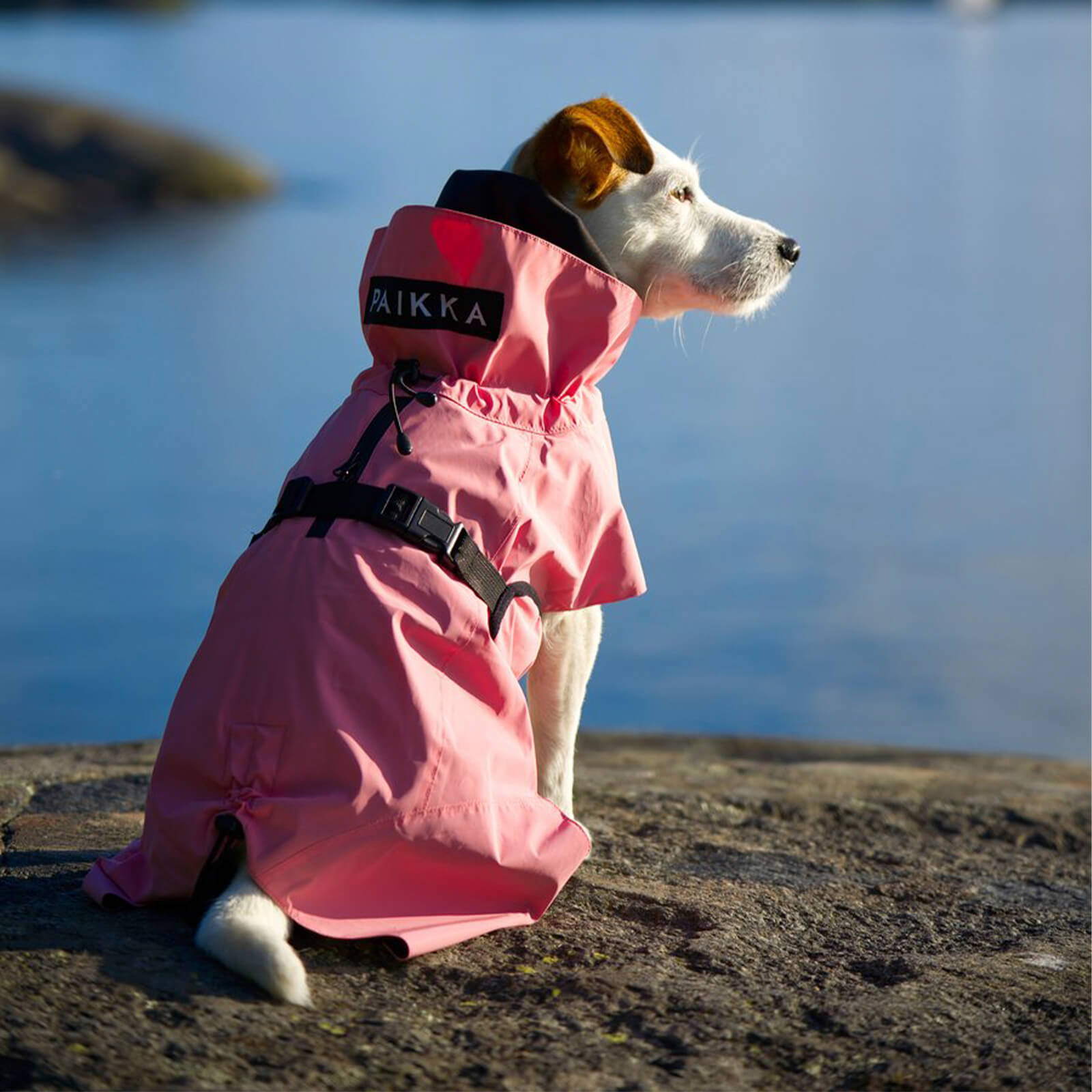 ist wolfsblut ein gutes hundefutter Getreidefreier Hundesnack Wolfsblut Vet Weight Management