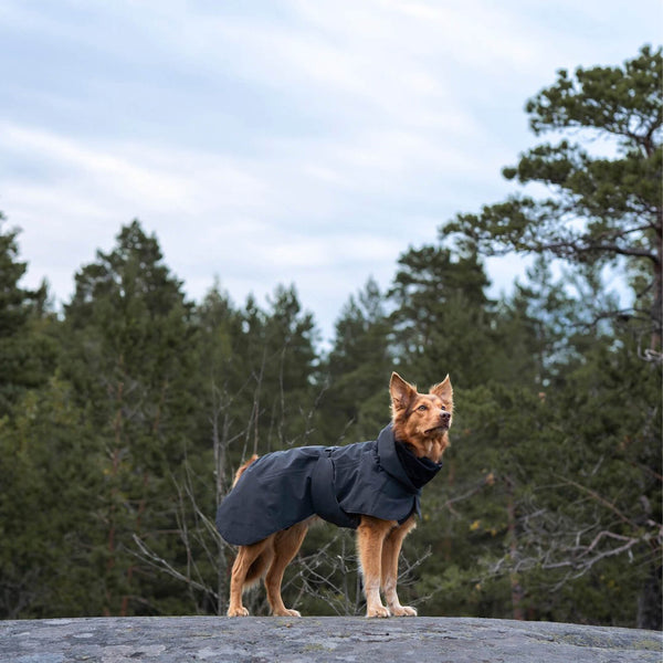 Warmer Paikka Hunde-Wintermantel Schwarz an Hund